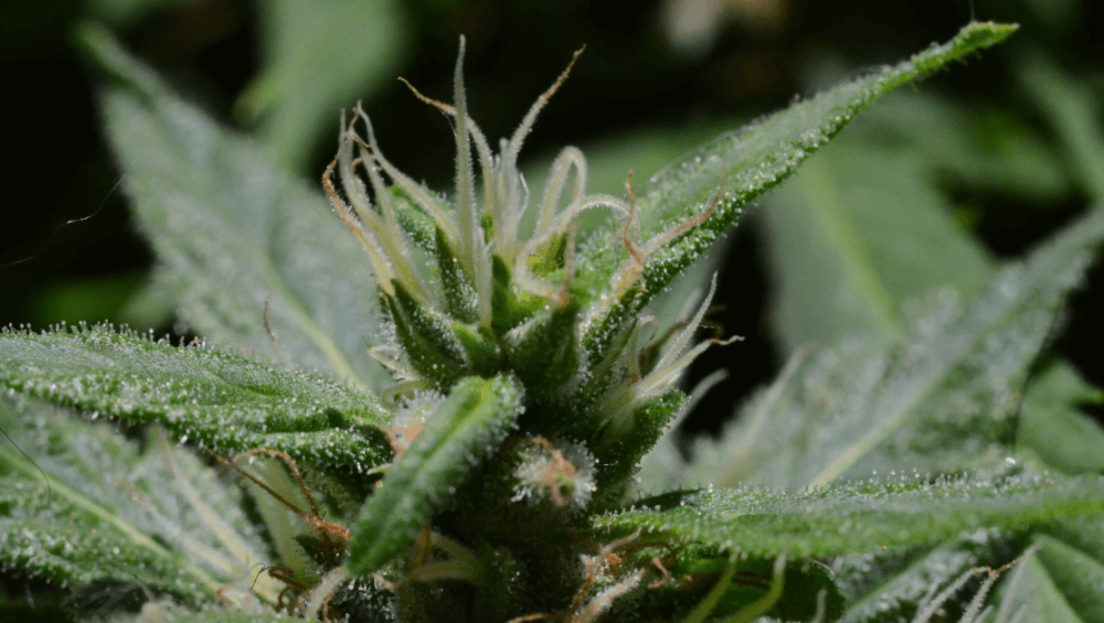 venom cbd cannabis