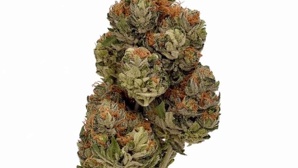 King Herb S-lab 22% THC