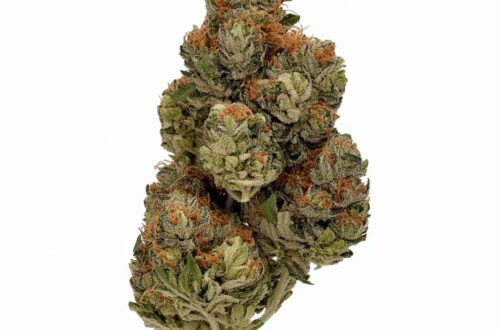 King Herb S-lab 22% THC