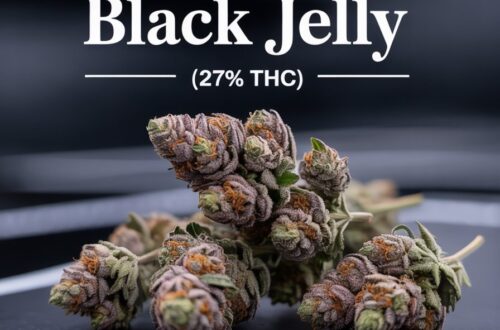aurora black jelly